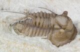 Scarce Cyphaspis Carrolli Trilobite - Oklahoma #42251-3